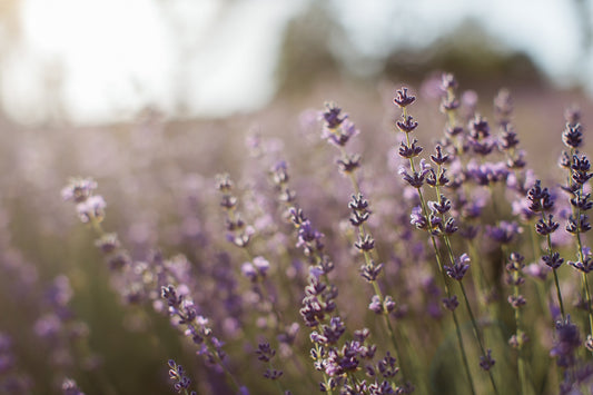 Organic Lavender & Chamomile Foot Soak